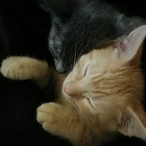 Meet your Posher, Cassy